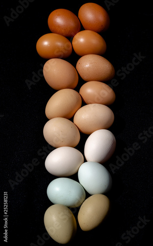 Plain multicoloured free range eggs on bold black background