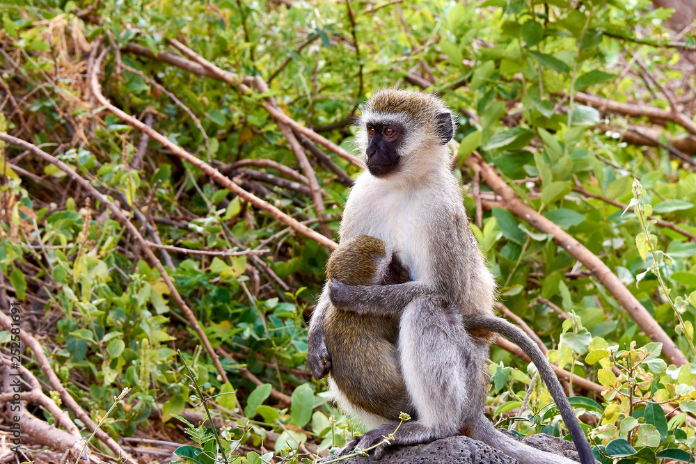 Female Cercopithecus with a baby in a tree in the Tsavo National Park in Kenya, Africa