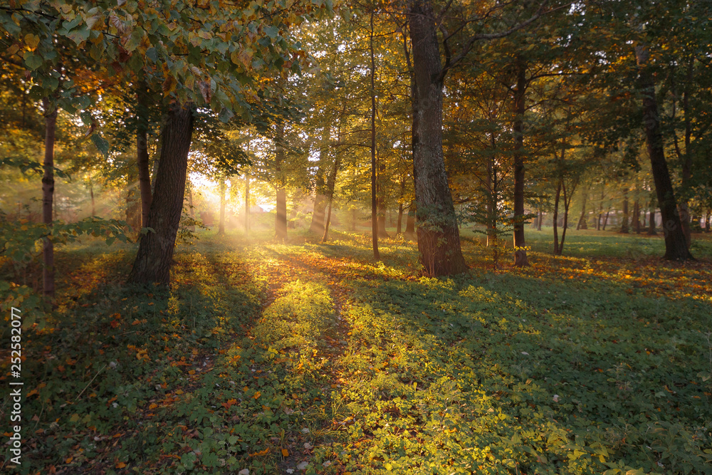 Obraz premium park Sterdyń