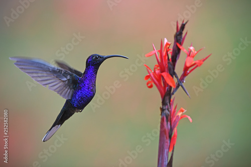 Violet sabrewing flying next to flower photo