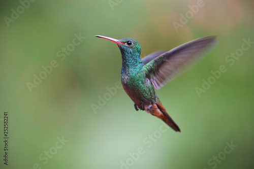 Rufous-tailed hummingbird flying photo