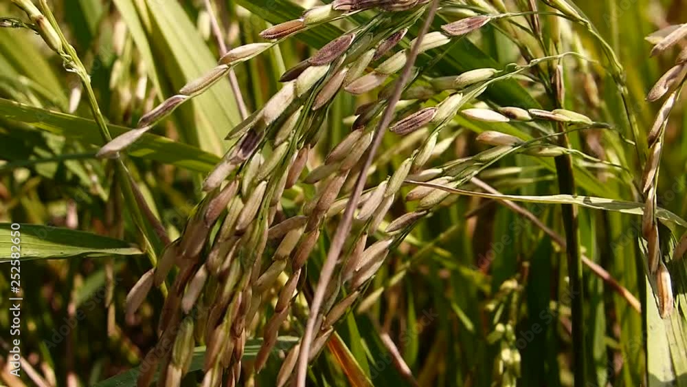 Rice grains ready to be harvested in the summer Rice grains ready to be harvested in the summer