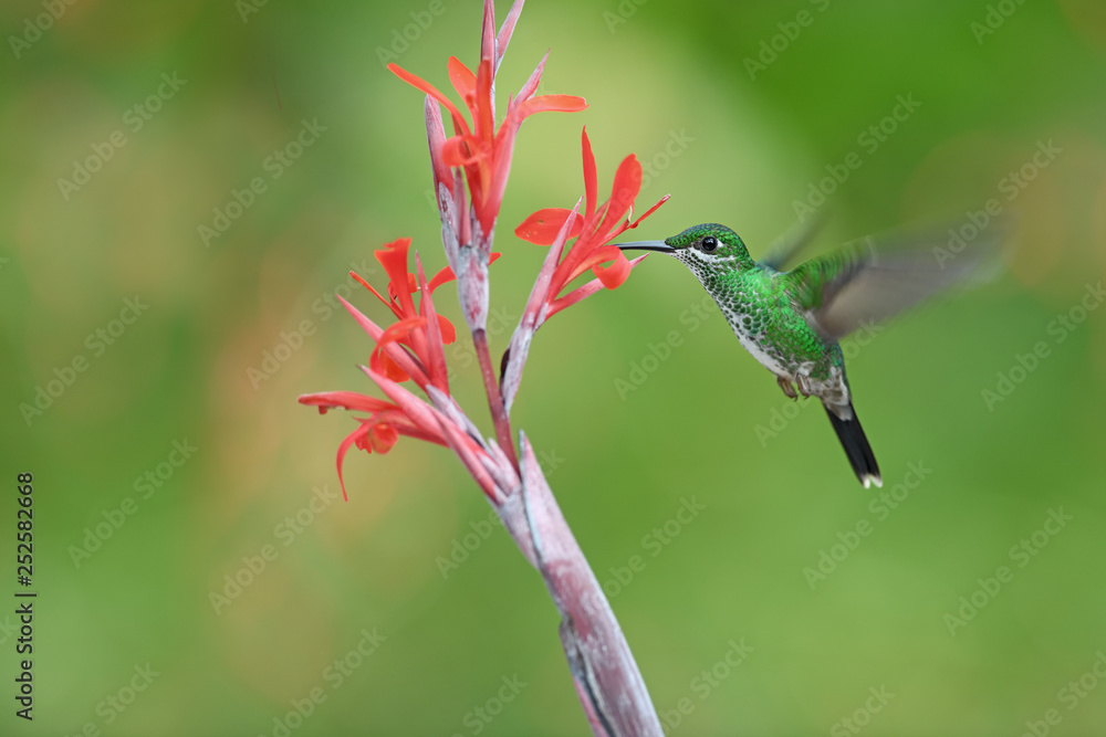 Fototapeta premium Green-crowned brilliant drinking nectar from flower