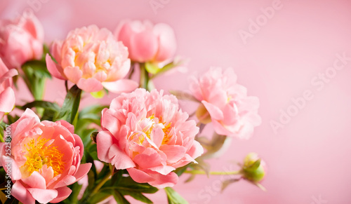 Fototapeta Naklejka Na Ścianę i Meble -  Fresh pink peony flowers for holiday