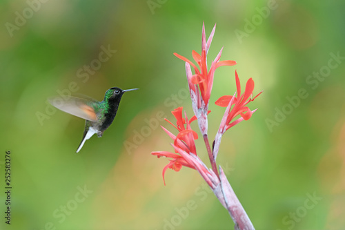 Black-bellied hummingbird flying next to flower