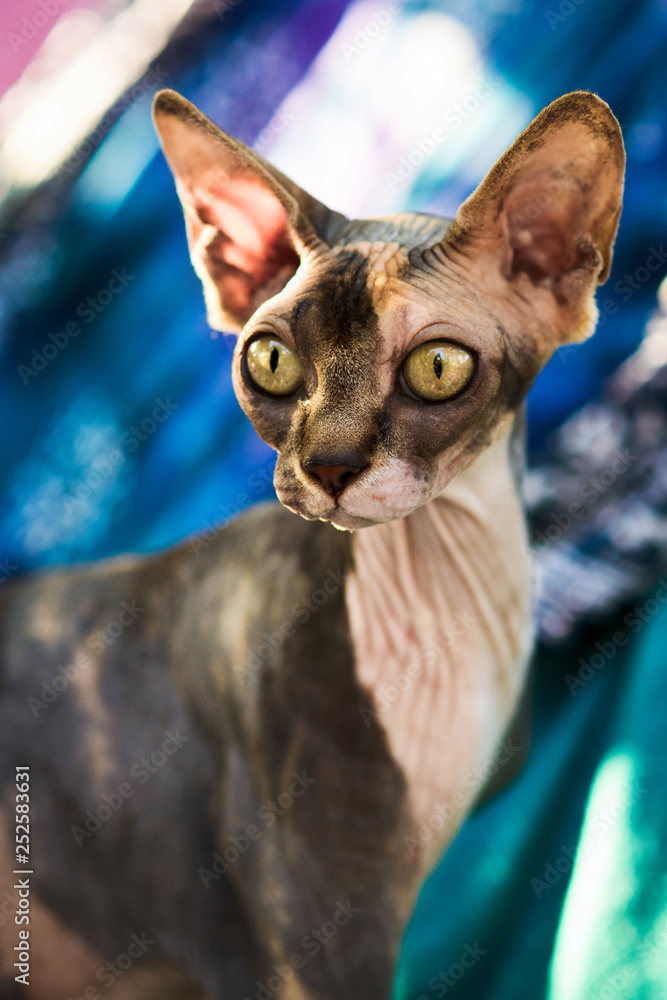 close up hairless sphynx cat sitting on colorful textile