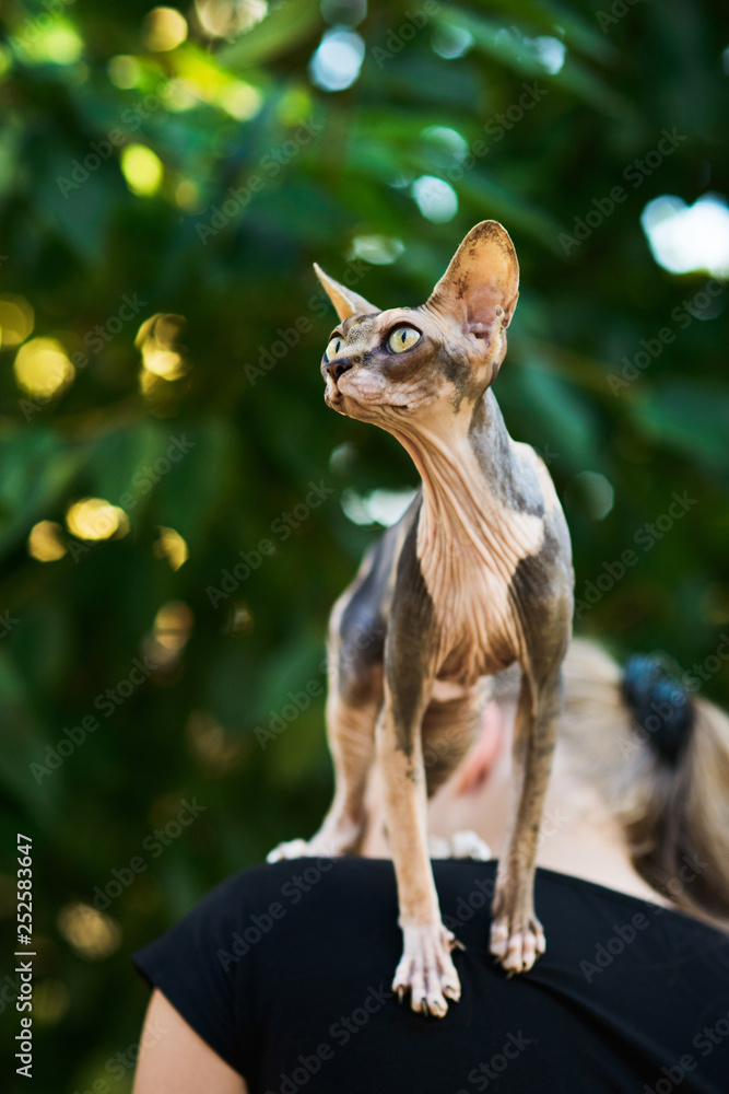  hairless sphynx cat sitting on girls shoulder