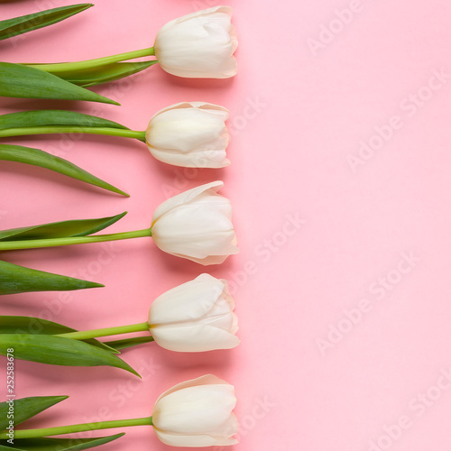 Fototapeta Naklejka Na Ścianę i Meble -  Beautiful white tulips flowers for holiday.