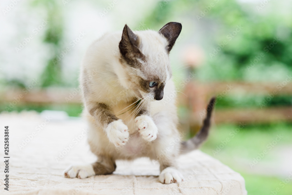 kitten cat catching something by paws, claws released, standing on legs