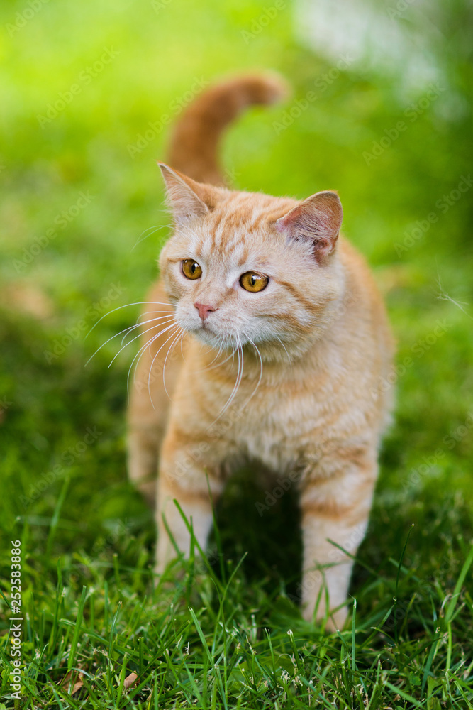 Cute red cat hunting in grass chasing bird
