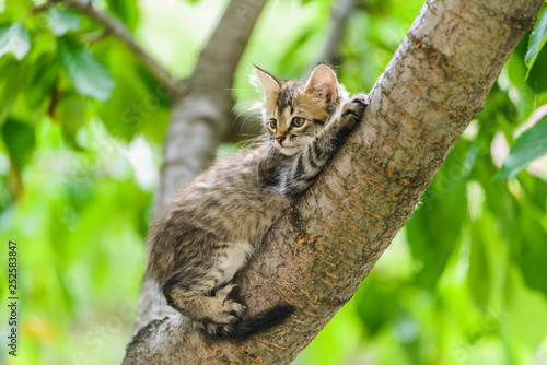 Cute curious kitten cat lying on tree