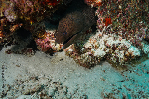 Eel at the Maldives