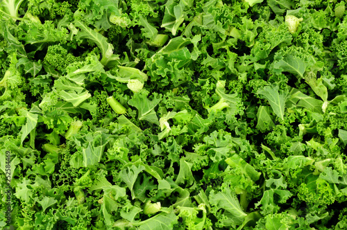 Canvas Print Freshly chopped green curly kale leaves background