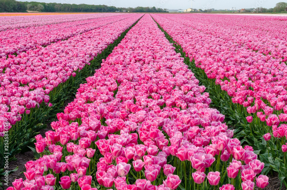 field of pink tulips in Holland field of pink tulips in Holland