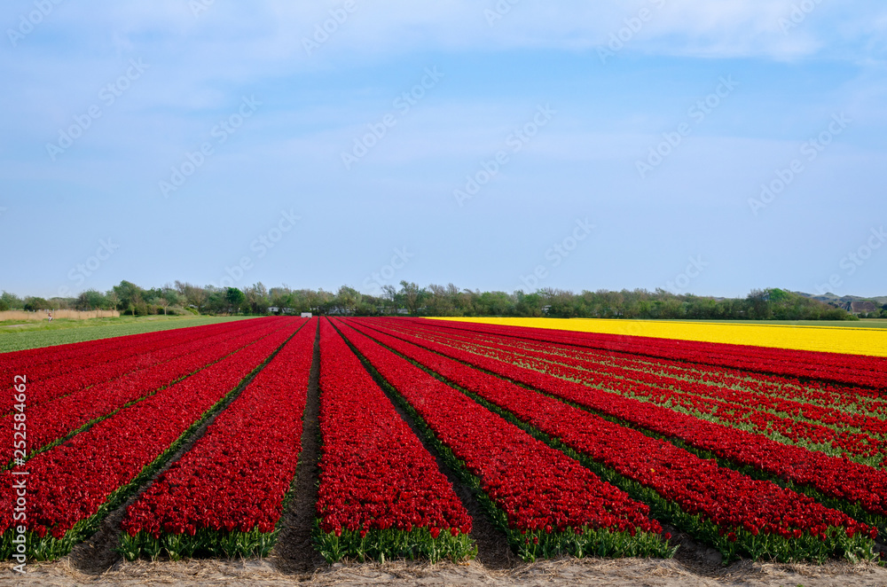 agriculture field of red tulips and blue sky in Holland