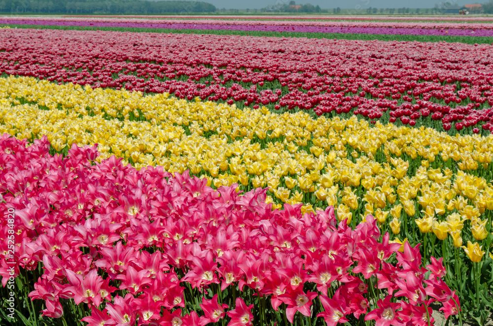 field with stripes colourful tulips in Holland