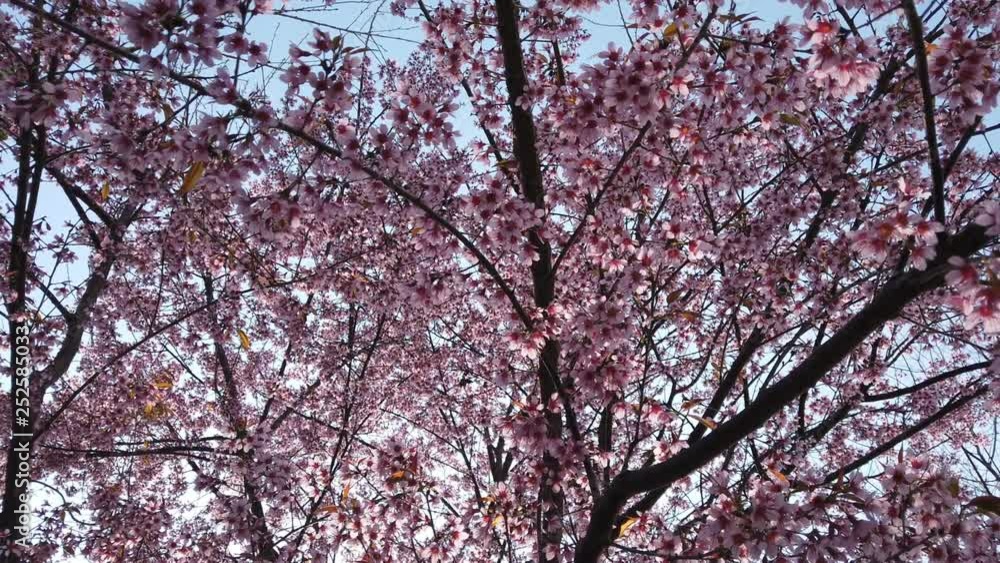 Cherry blossom tree at park. Cherry blossom tree at park.
