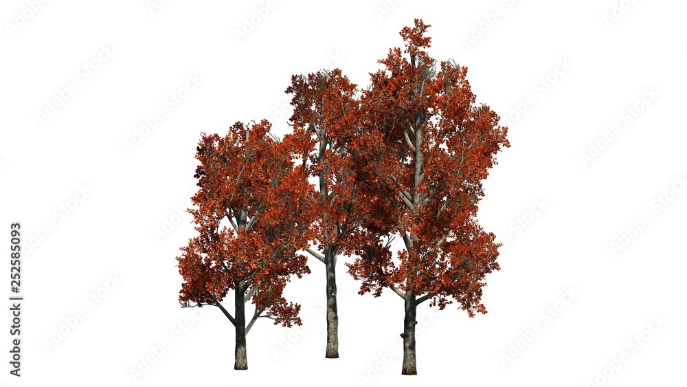 Red Maple tree cluster in fall - isolated on white background