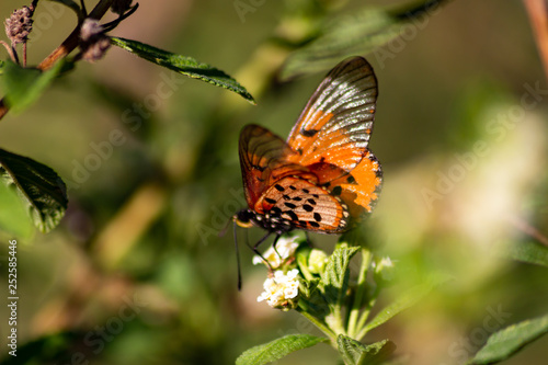 butterfly on flower