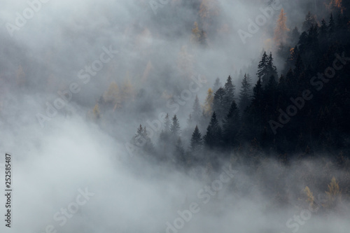 Foggy Forest