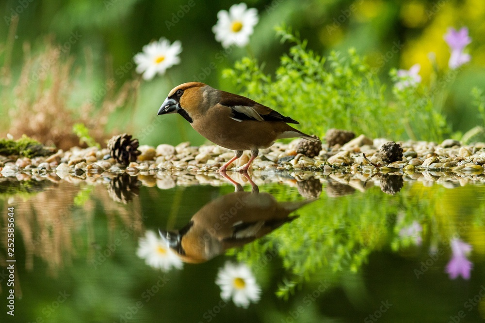 Fototapeta premium Hawfinch sitting on lichen shore of water pond in forest with beautiful bokeh and flowers in background, Germany, bird reflected in water, songbird in nature lake habitat,mirror reflection,wildlife