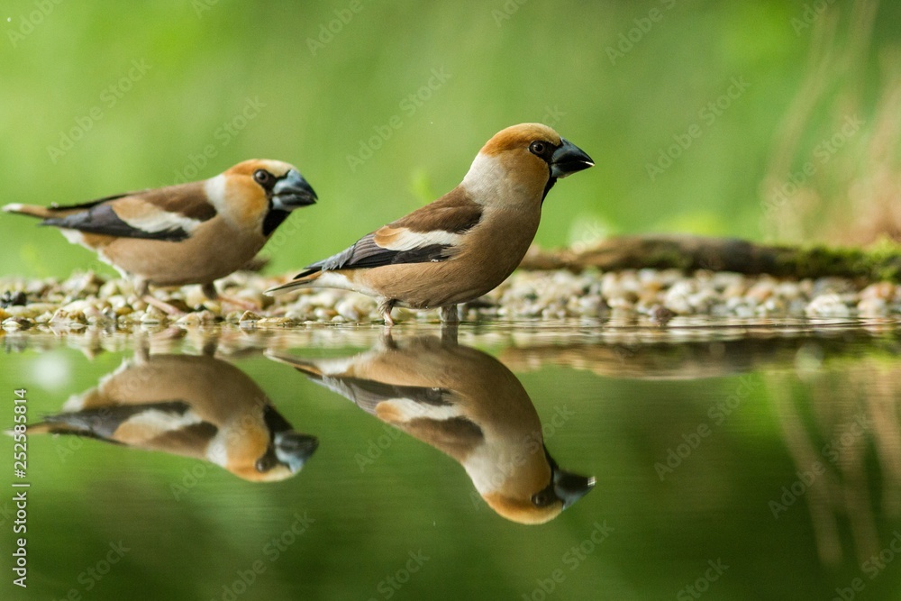 Two hawfinch sitting on lichen shore of water pond in forest with beautiful bokeh and flowers in background, Germany,bird reflected in water, songbird in nature lake habitat,mirror reflection,wildlife