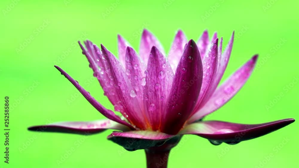 Water lily on green screen Water lily on green screen