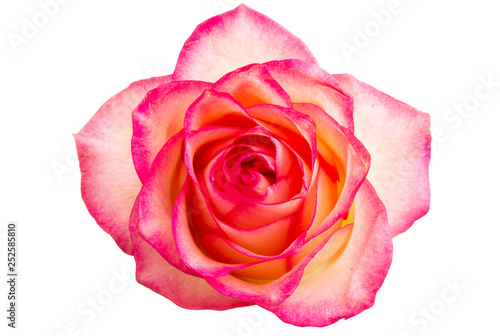 pink rose isolated