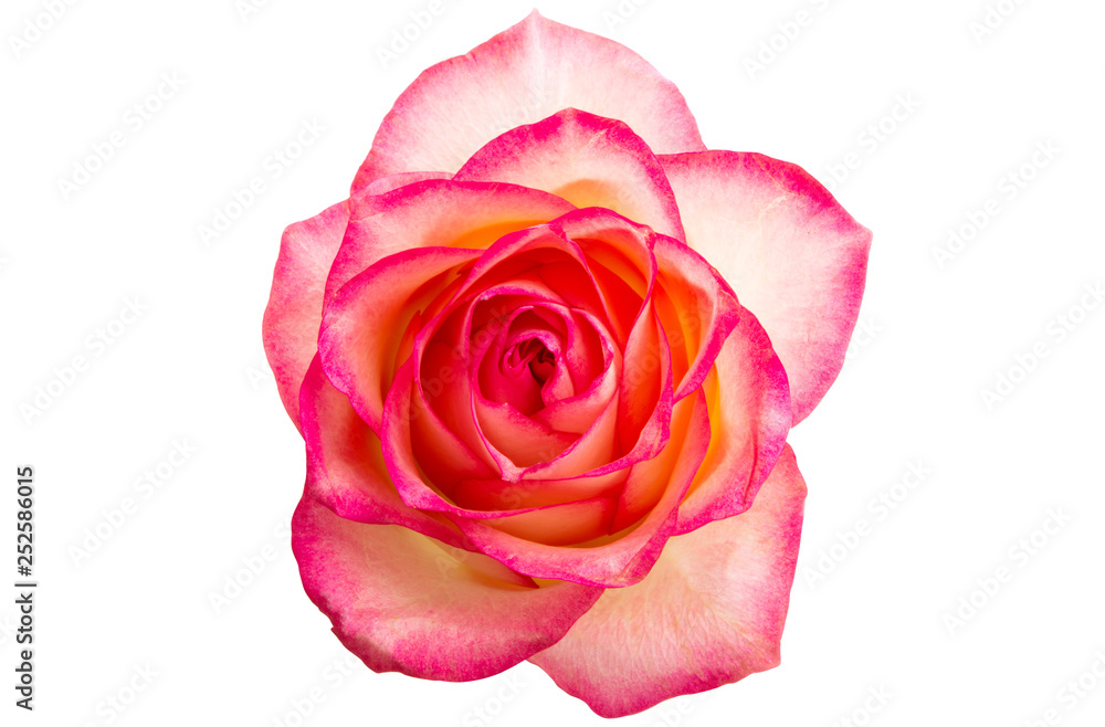 pink rose isolated pink rose isolated