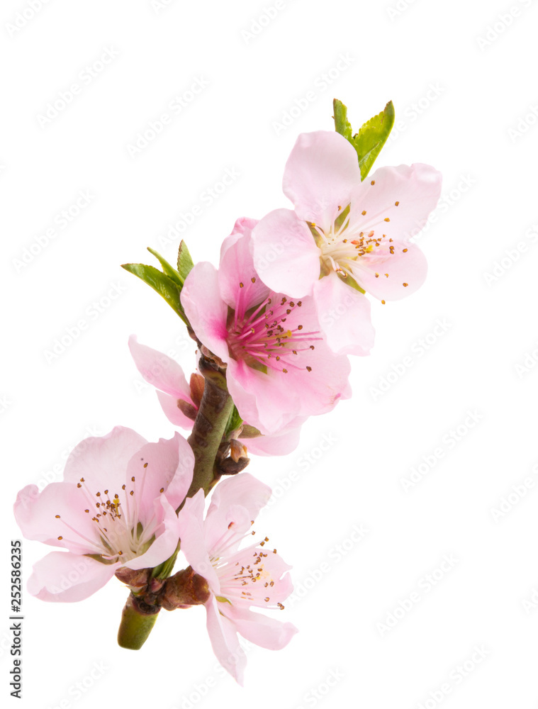 Fototapeta premium sakura flowers isolated