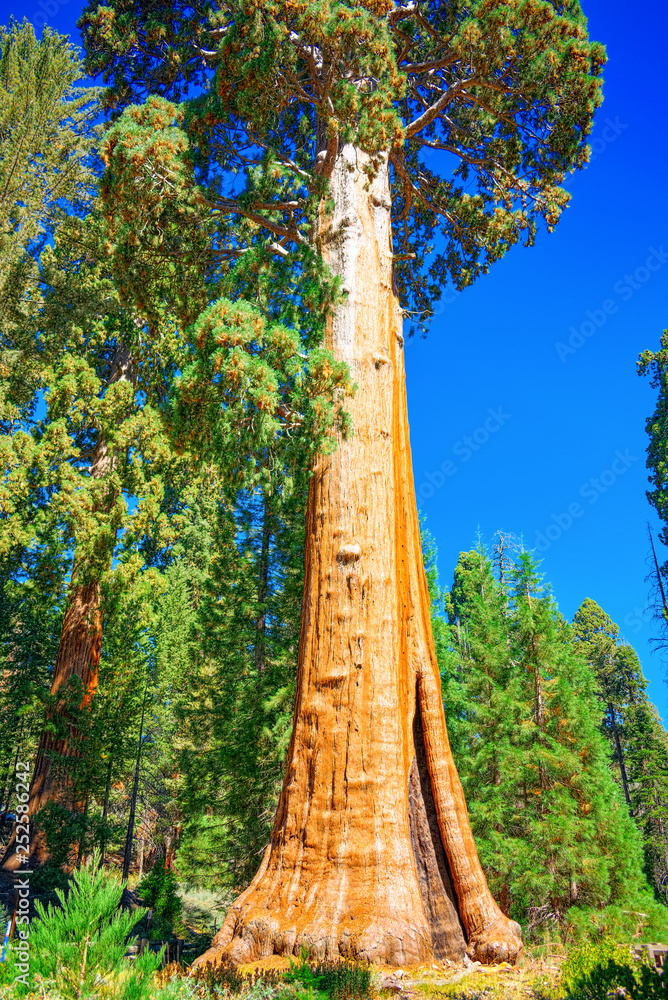 Fototapeta premium Forest of ancient sequoias in Yosemeti National Park.
