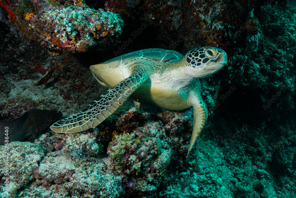 Sea Turtle at the Maldives Sea Turtle at the Maldives