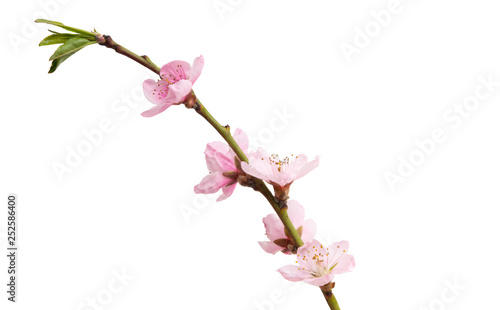 sakura flowers isolated © ksena32
