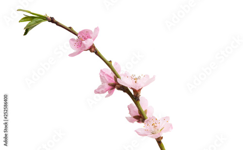 sakura flowers isolated