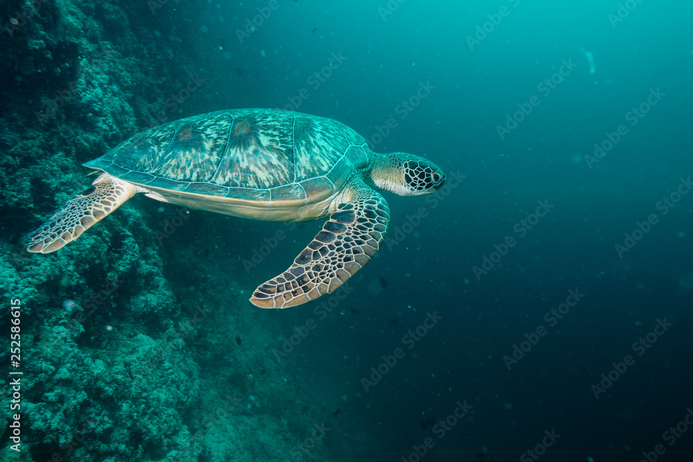 Fototapeta premium Sea Turtle at the Maldives