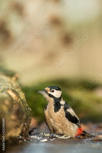 Woodpecker sitting on lichen shore of pond water in forest with clear bokeh background and saturated colors, Germany,black and white bird in nature forest habitat, wildlife scene,Europe