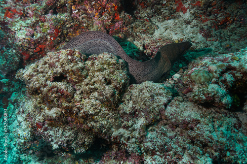 Eel at the Maldives