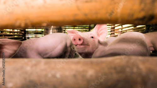 Piglets are smiling happily on the farm and relax so cute  