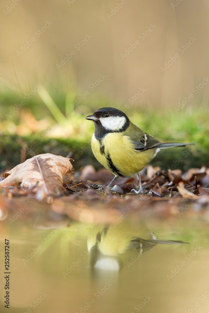 Great tit sitting on lichen shore of pond water in forest with bokeh background and saturated colors, Hungary, bird reflected in water, songbird in nature lake habitat, mirror reflection