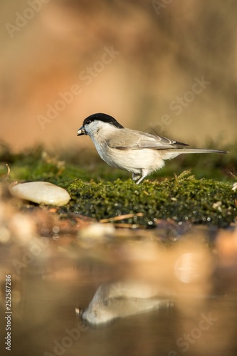 Coal tit sitting on lichen shore of pond water in forest with bokeh background and saturated colors, Hungary, bird reflected in water, songbird in nature lake habitat, mirror reflection