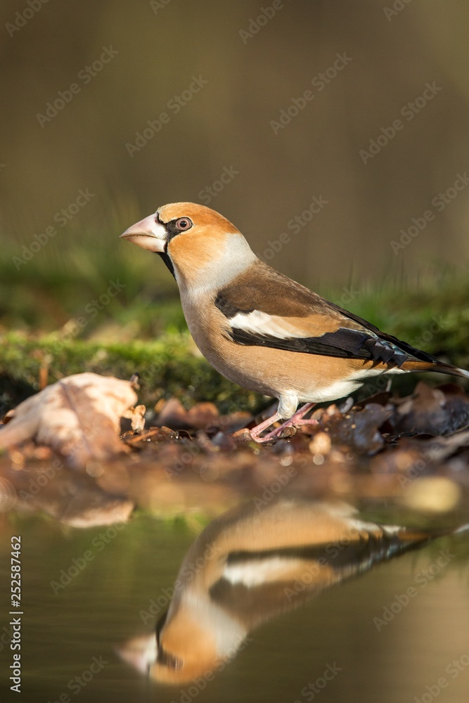 Hawfinch sitting on lichen shore of water pond in forest with beautiful bokeh and flowers in background, Germany, bird reflected in water, songbird in nature lake habitat,mirror reflection,wildlife Hawfinch sitting on lichen shore of water pond in forest with beautiful bokeh and flowers in background, Germany, bird reflected in water, songbird in nature lake habitat,mirror reflection,wildlife