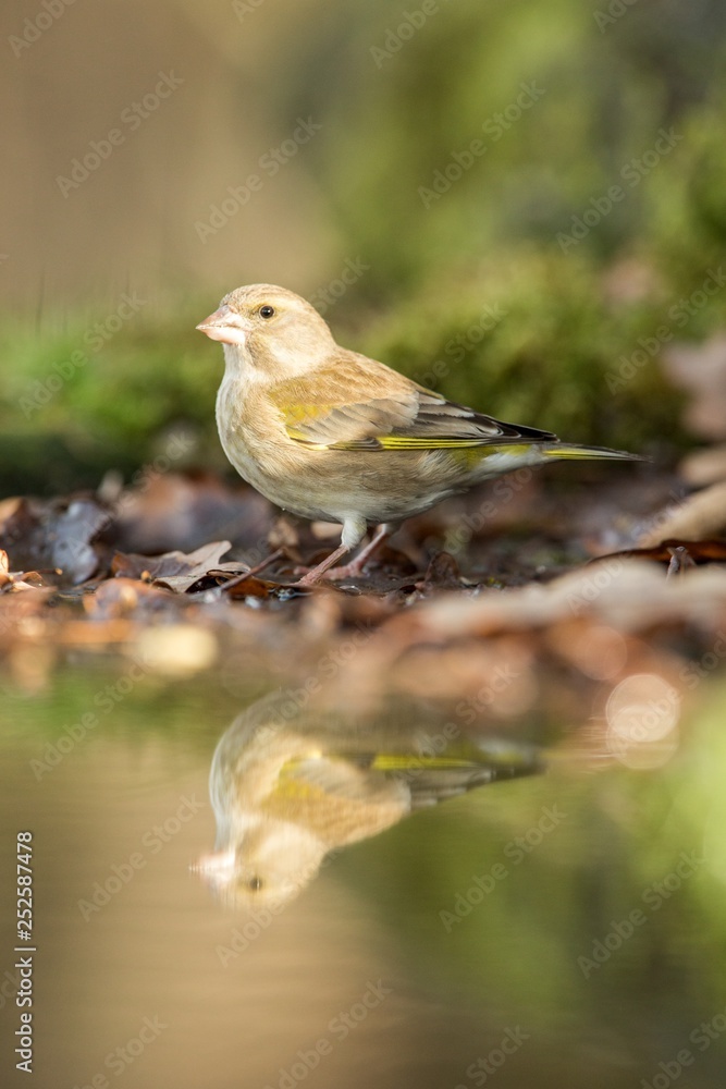 Green finch sitting on lichen shore of pond water in forest with bokeh background and saturated colors, Hungary, bird reflected in water, songbird in nature lake habitat, mirror reflection Green finch sitting on lichen shore of pond water in forest with bokeh background and saturated colors, Hungary, bird reflected in water, songbird in nature lake habitat, mirror reflection