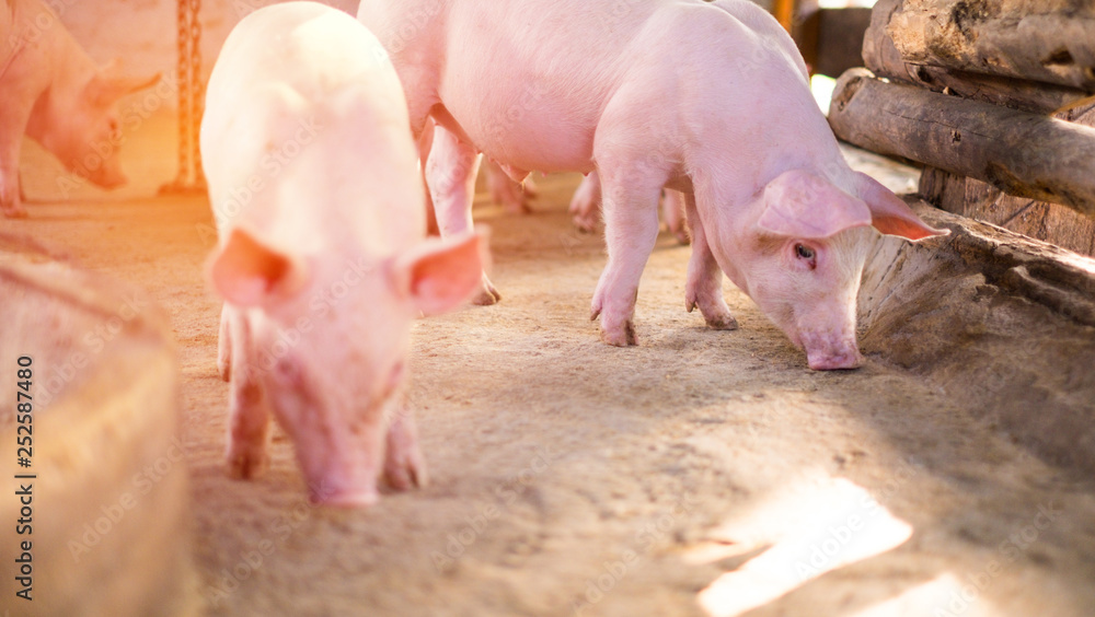 Environment in a rural pig farm in Thailand Environment in a rural pig farm in Thailand