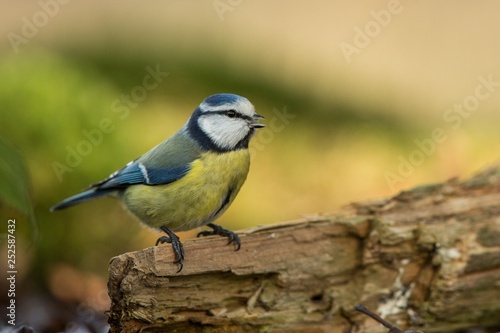 Blue tit sitting on wood trunk in forest with bokeh background and saturated colors, Hungary, songbird in nature forest lake habitat, cute small colorful bird in its environment in wildlife
