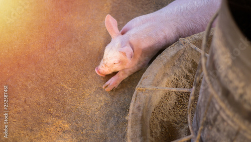 A piglet was lying lonely and seemed to be sick in a rural stall.