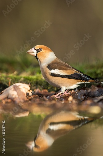 Hawfinch sitting on lichen shore of water pond in forest with beautiful bokeh and flowers in background, Germany, bird reflected in water, songbird in nature lake habitat,mirror reflection,wildlife