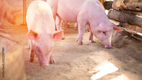 Environment in a rural pig farm in Thailand