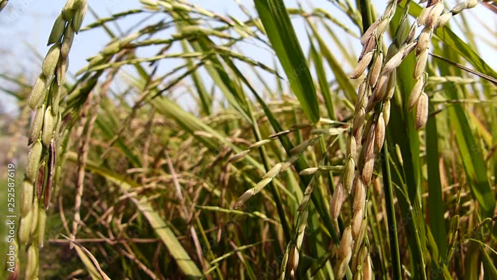 Rice grains ready to be harvested in the summer Rice grains ready to be harvested in the summer