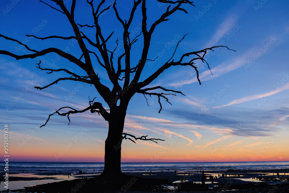 Old tree silhouette at the ocean beach. Old tree silhouette at the ocean beach.