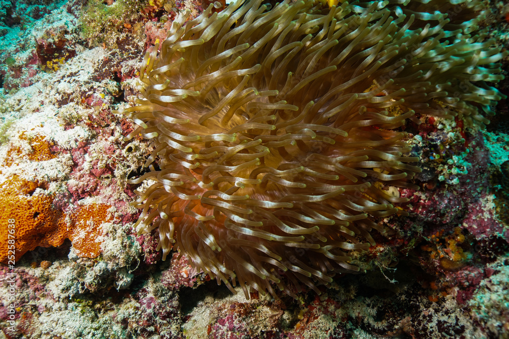 Anemone coral and fish at the Maldives Anemone coral and fish at the Maldives